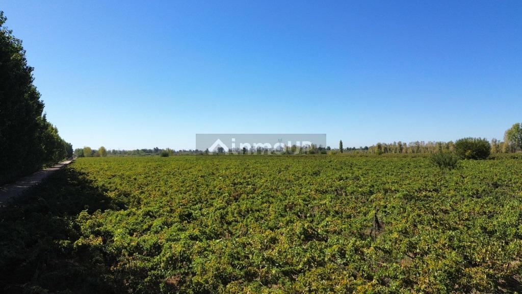 Finca en Venta en Lavalle, Mendoza