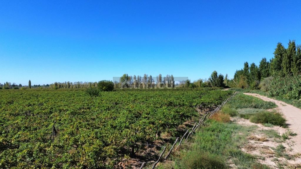 Finca en Venta en Lavalle, Mendoza