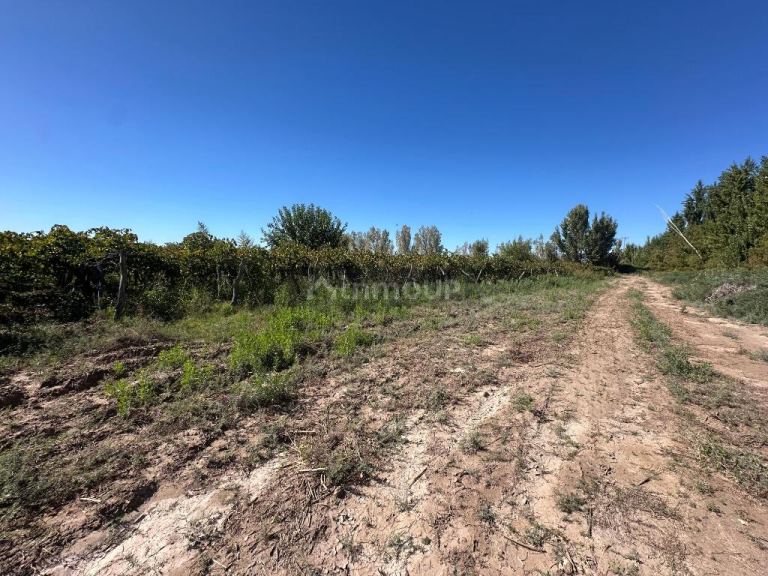 Finca en Venta en Lavalle, Mendoza