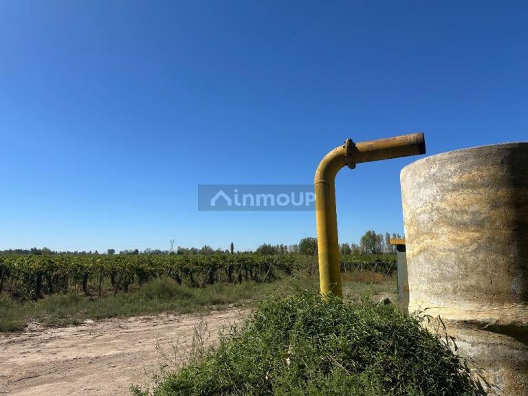 Finca en Venta en Lavalle, Mendoza