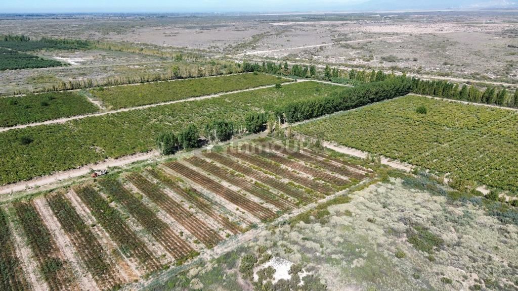 Finca en Venta en Lavalle, Mendoza