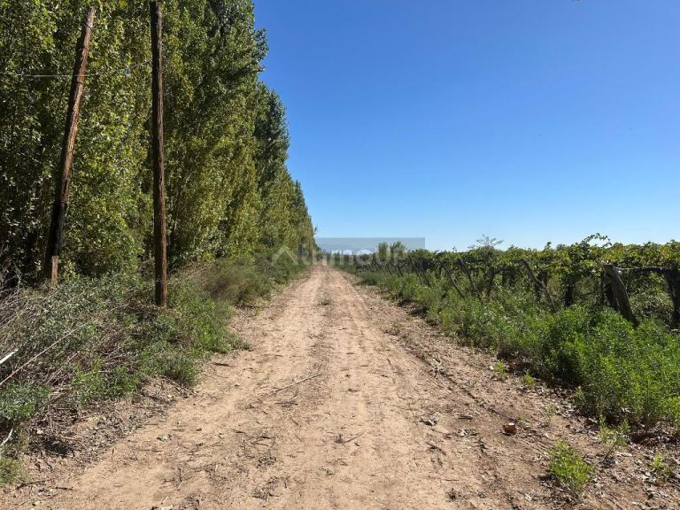 Finca en Venta en Lavalle, Mendoza