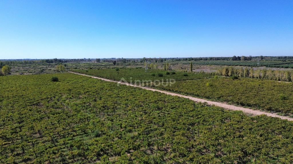 Finca en Venta en Lavalle, Mendoza