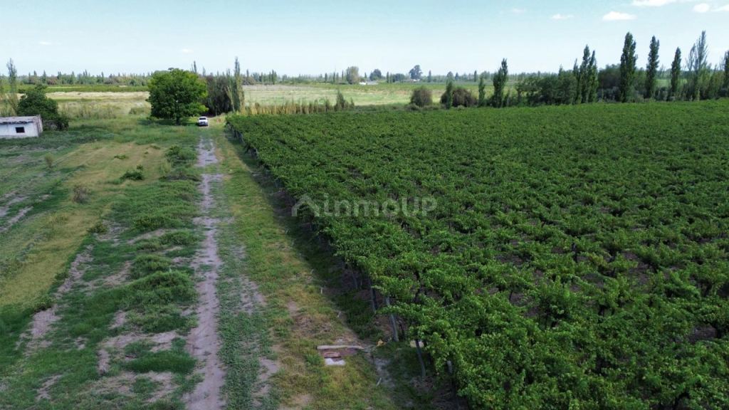 Finca en Venta en Junin, Mendoza