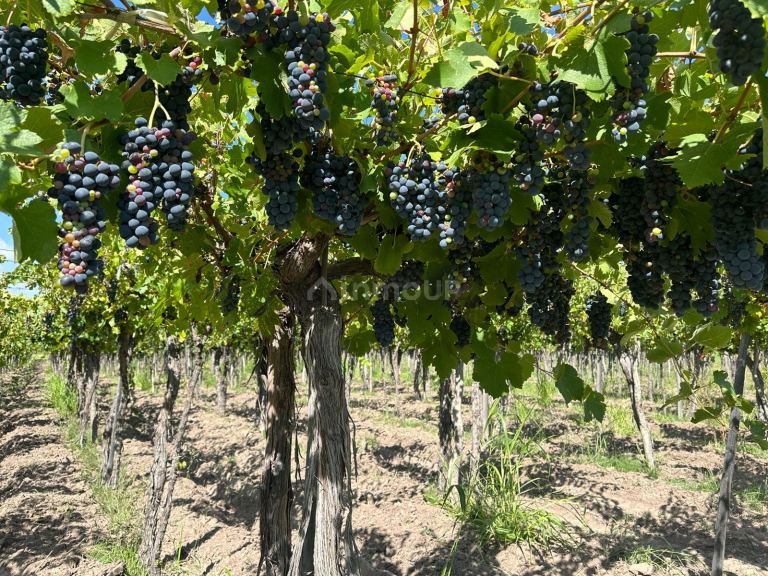 Finca en Venta en Junin, Mendoza
