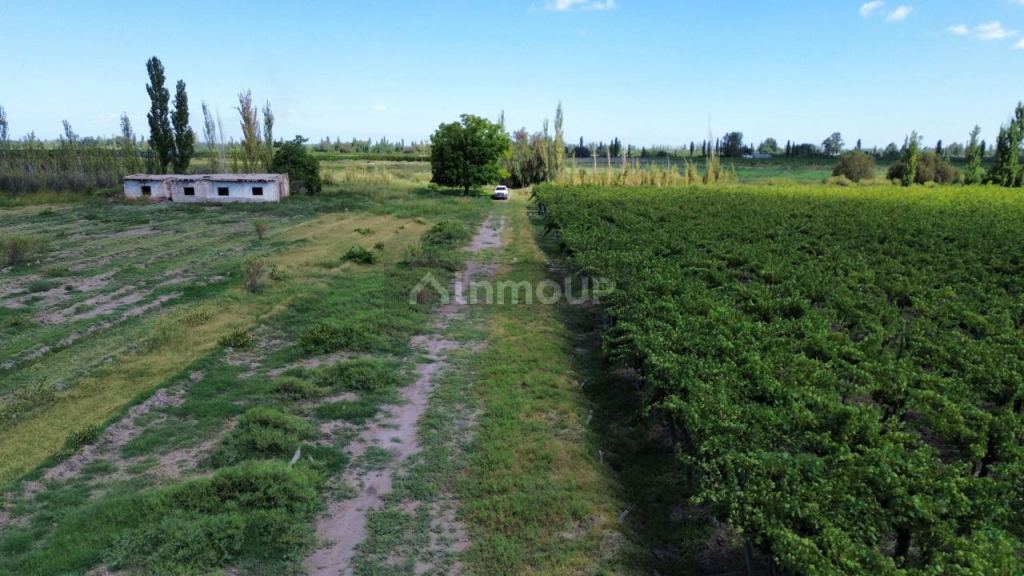 Finca en Venta en Junin, Mendoza
