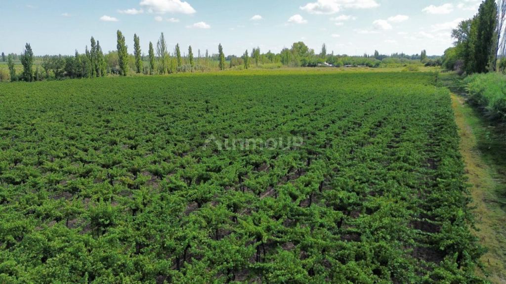 Finca en Venta en Junin, Mendoza