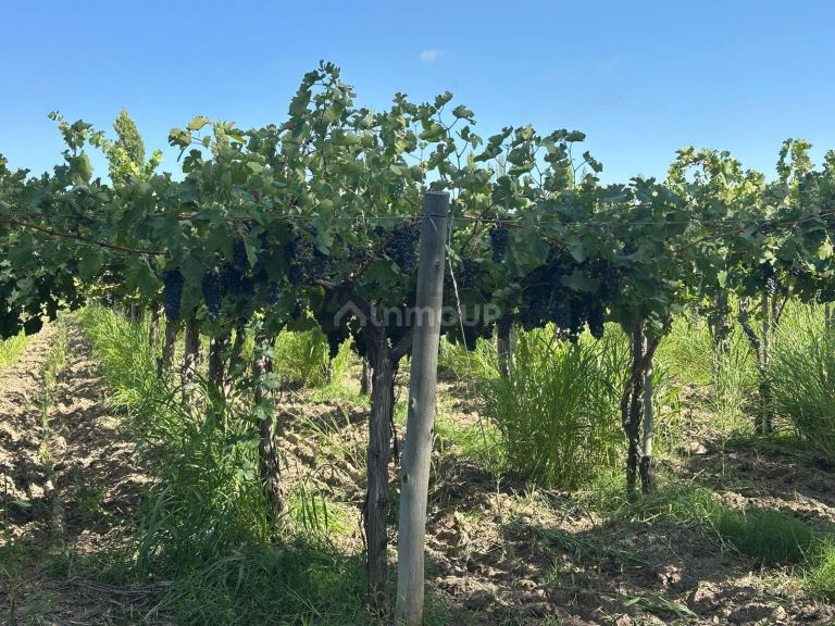 Finca en Venta en Junin, Mendoza