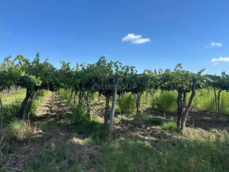 Finca en Venta en Junin, Mendoza