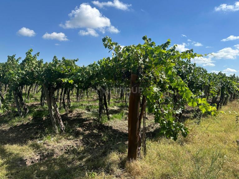 Finca en Venta en Junin, Mendoza