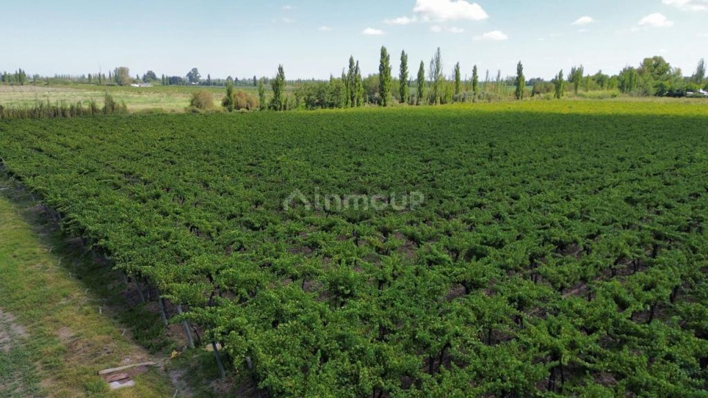 Finca en Venta en Junin, Mendoza