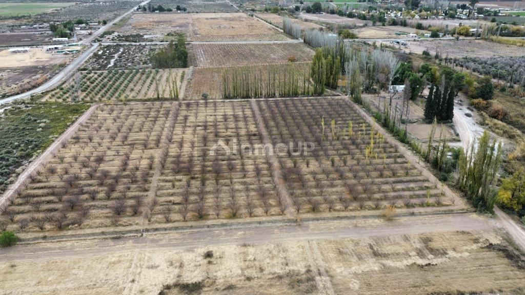 Finca en Venta en Lavalle, Mendoza