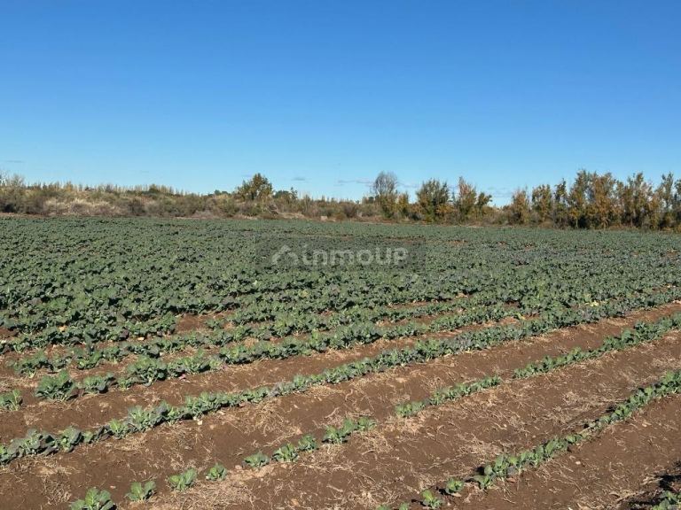 Finca en Venta en Lavalle, Mendoza