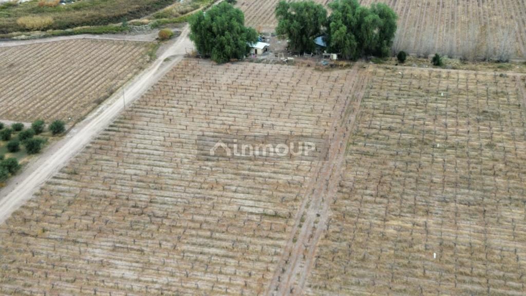 Finca en Venta en Lavalle, Mendoza