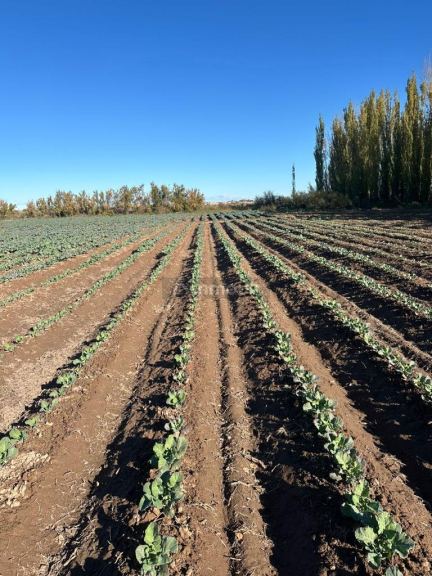Finca en Venta en Lavalle, Mendoza