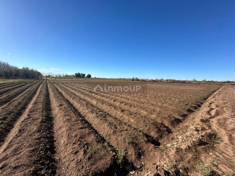 Finca en Venta en Lavalle, Mendoza