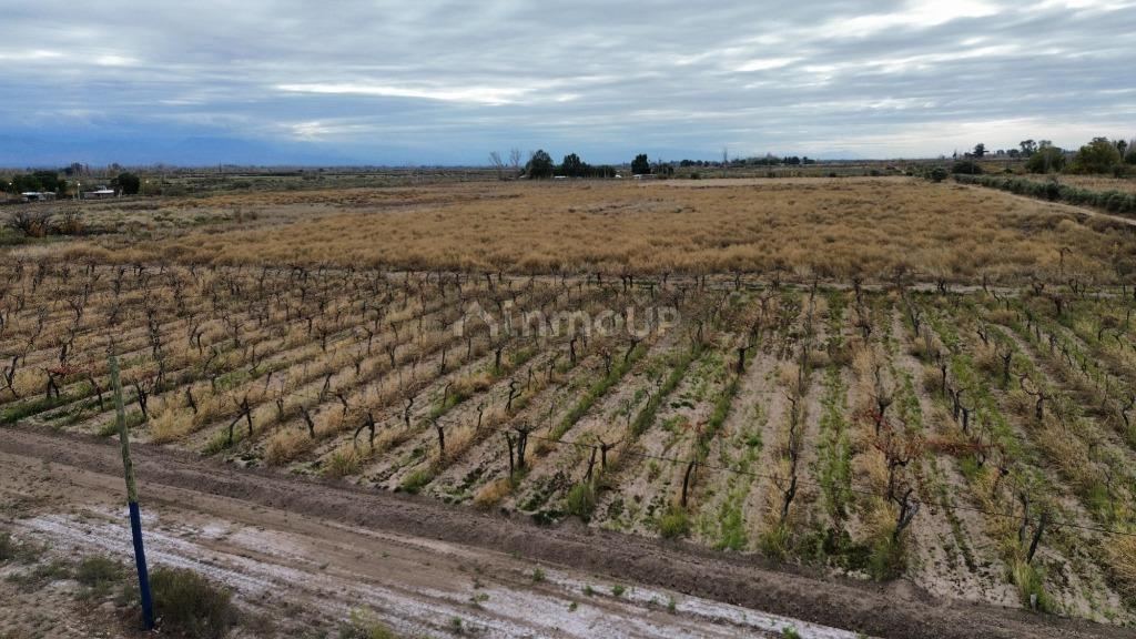 Finca en Venta en Lavalle, Mendoza