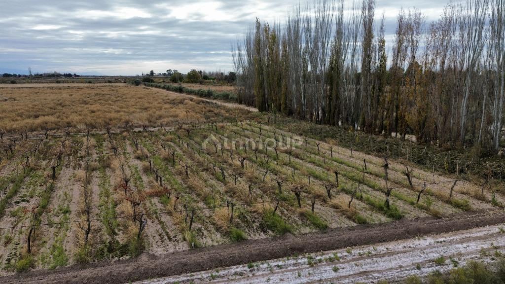 Finca en Venta en Lavalle, Mendoza