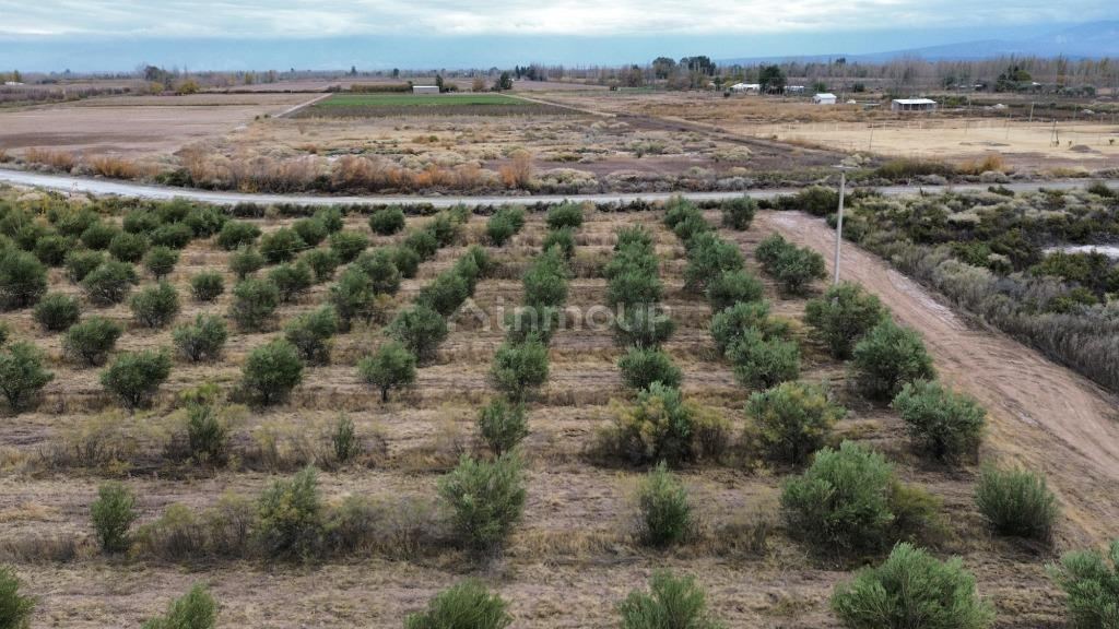 Finca en Venta en Lavalle, Mendoza