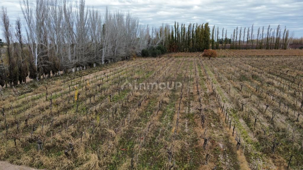 Finca en Venta en Lavalle, Mendoza