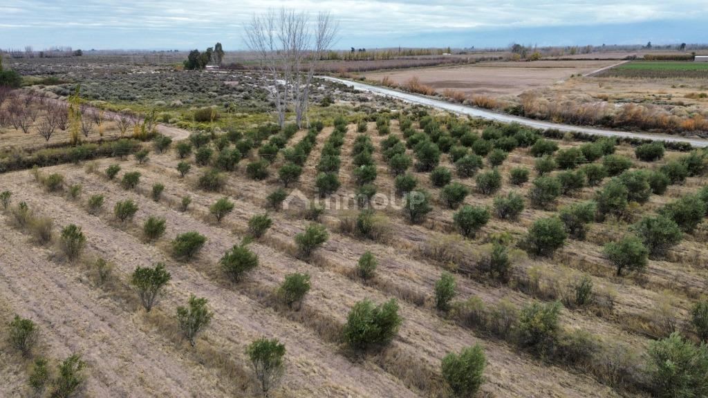 Finca en Venta en Lavalle, Mendoza