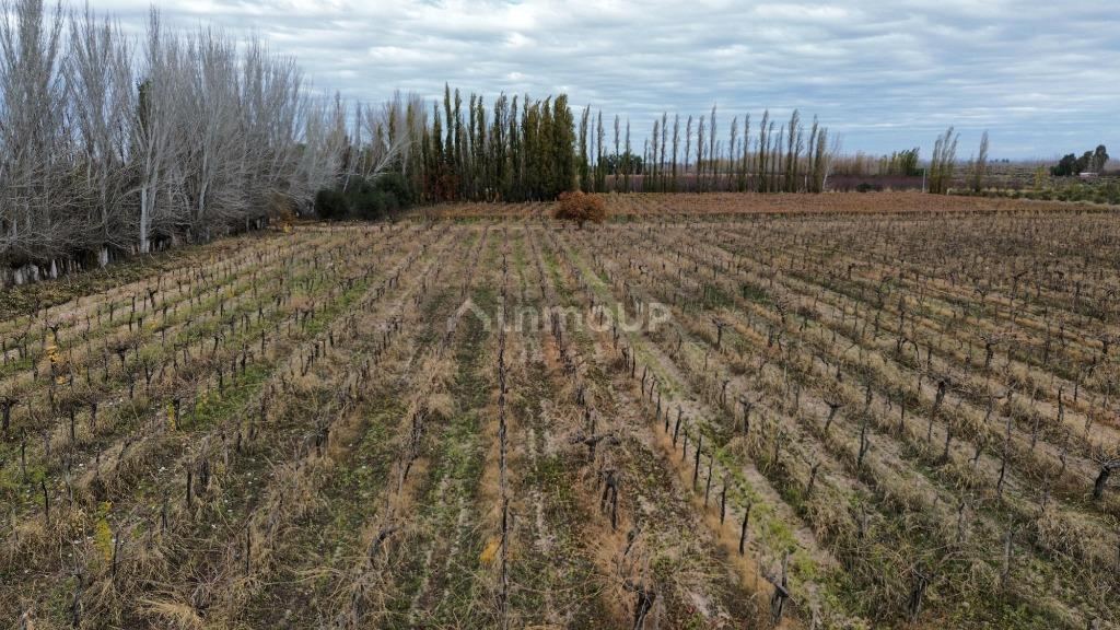 Finca en Venta en Lavalle, Mendoza