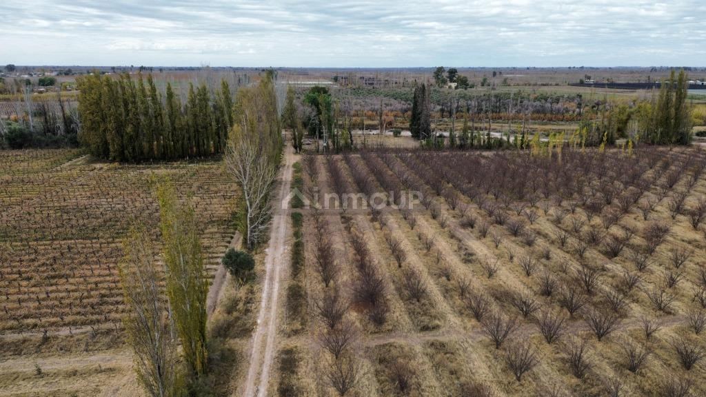 Finca en Venta en Lavalle, Mendoza