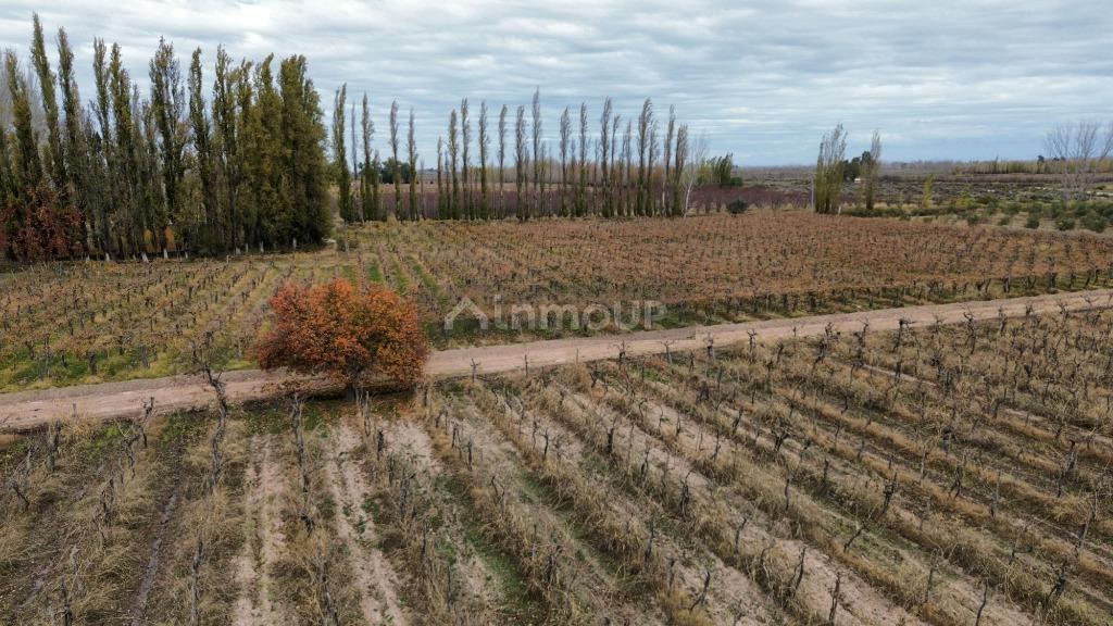 Finca en Venta en Lavalle, Mendoza