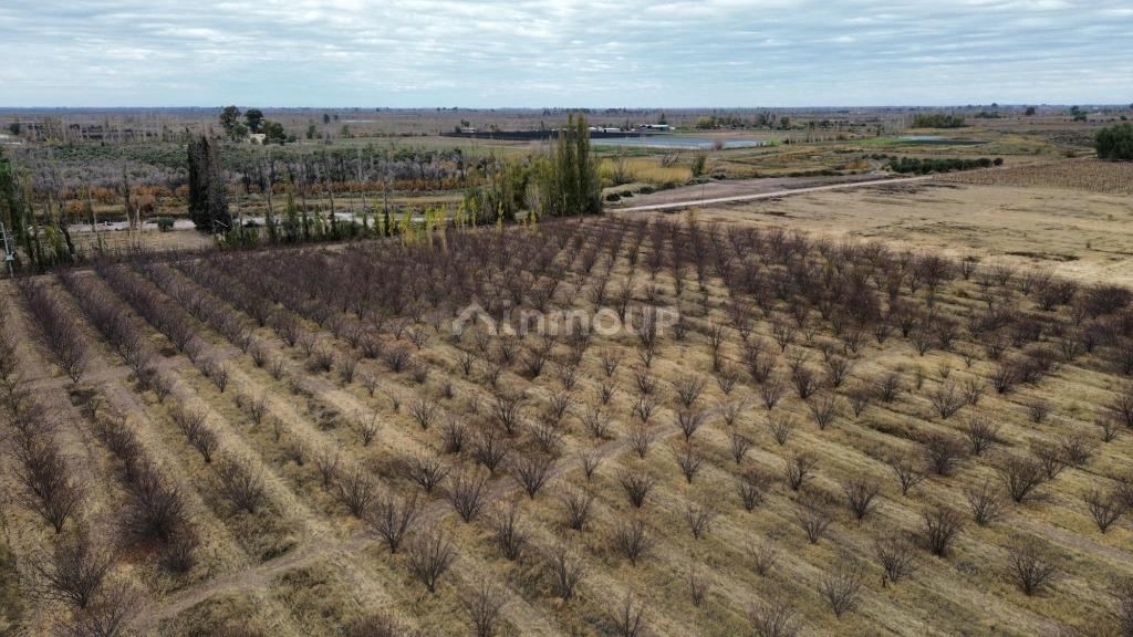 Finca en Venta en Lavalle, Mendoza