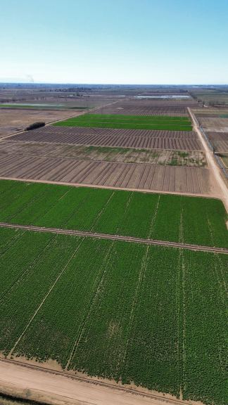 Finca en Venta en Lavalle, Mendoza