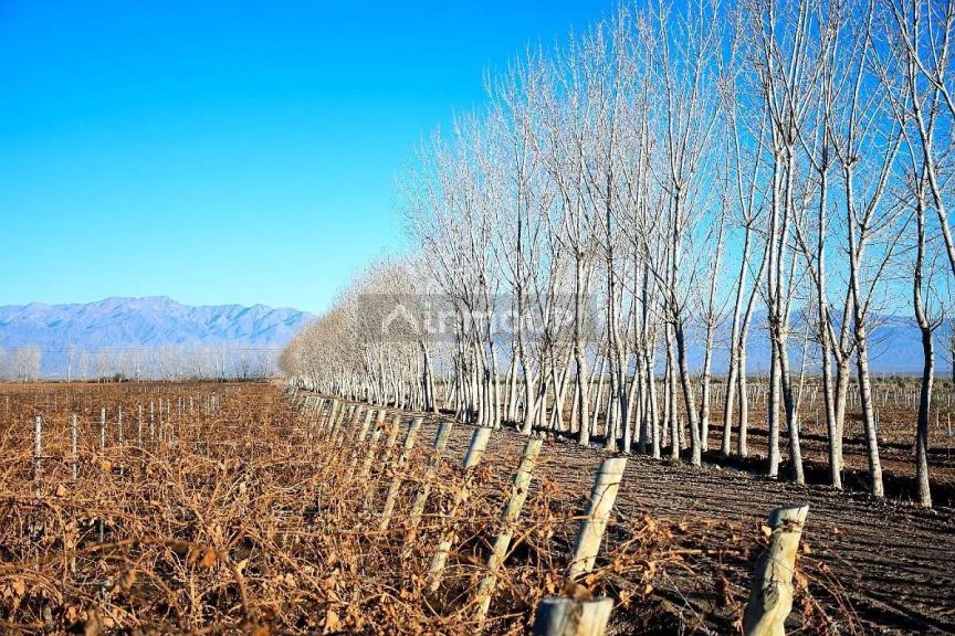 Finca en Venta en Lavalle, Mendoza