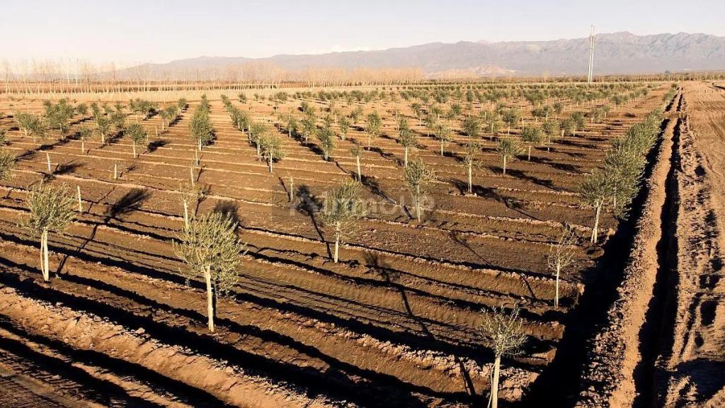 Finca en Venta en Lavalle, Mendoza