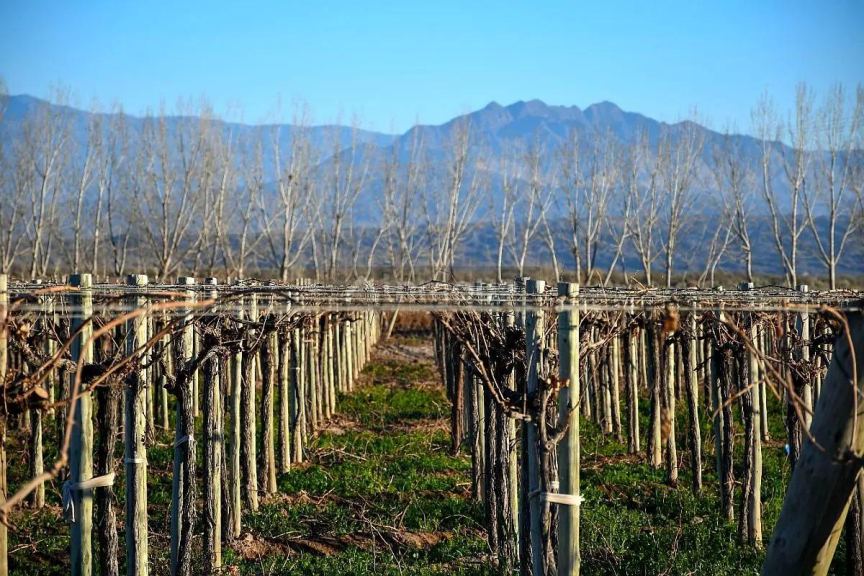 Finca en Venta en Lavalle, Mendoza