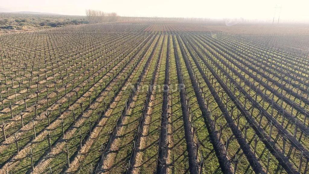 Finca en Venta en Lavalle, Mendoza