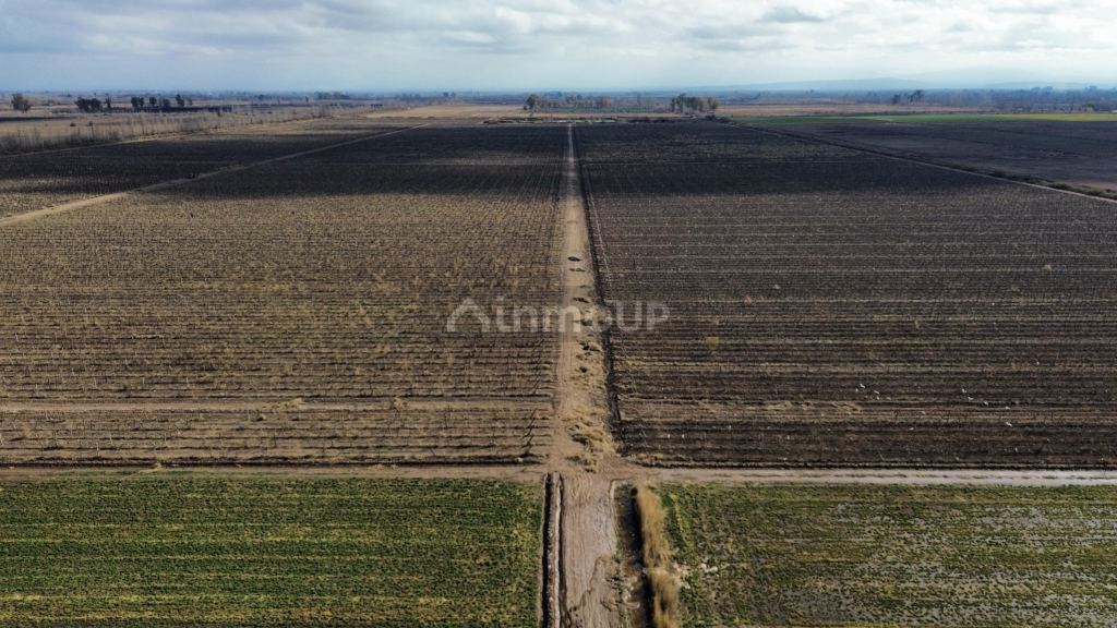 Finca en Venta en Lavalle, Mendoza