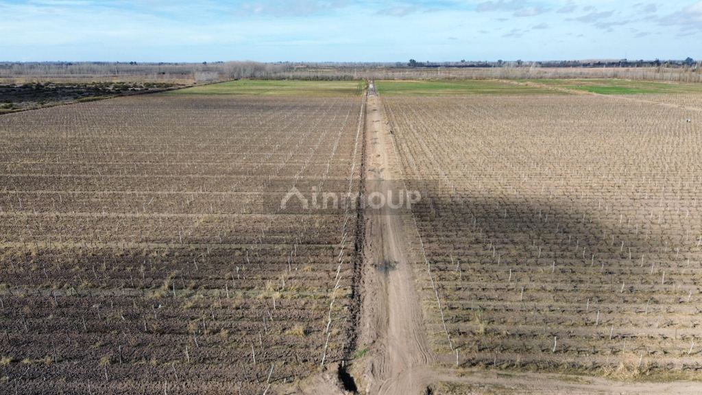Finca en Venta en Lavalle, Mendoza