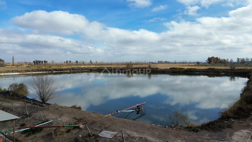 Finca en Venta en Lavalle, Mendoza