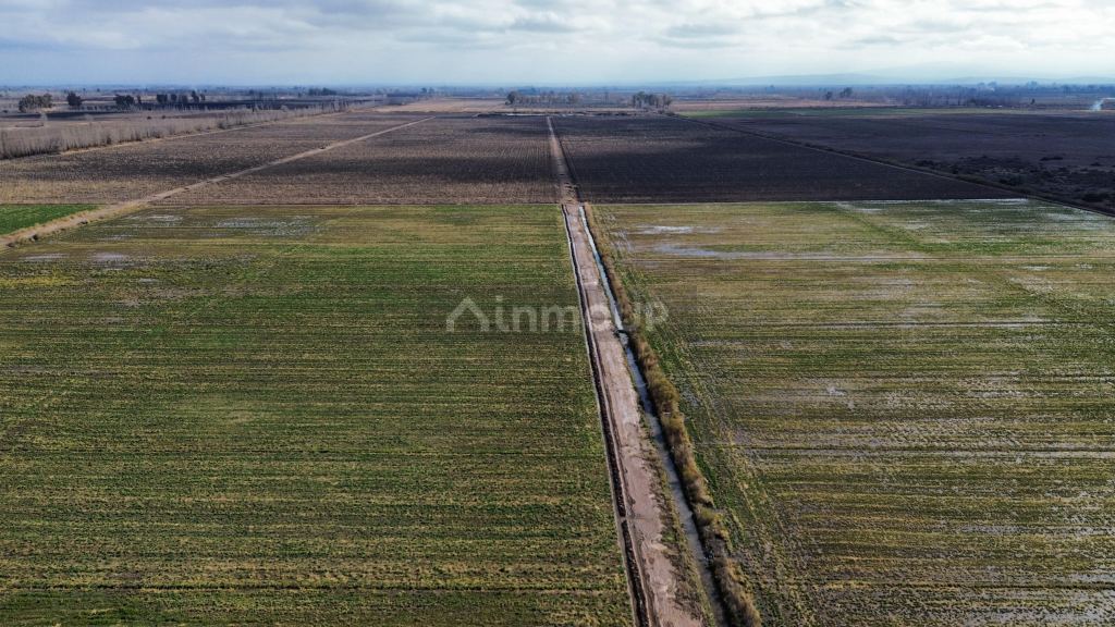 Finca en Venta en Lavalle, Mendoza