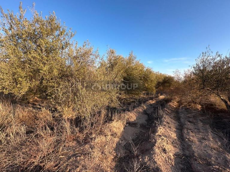 Finca en Venta en Maipu, Mendoza