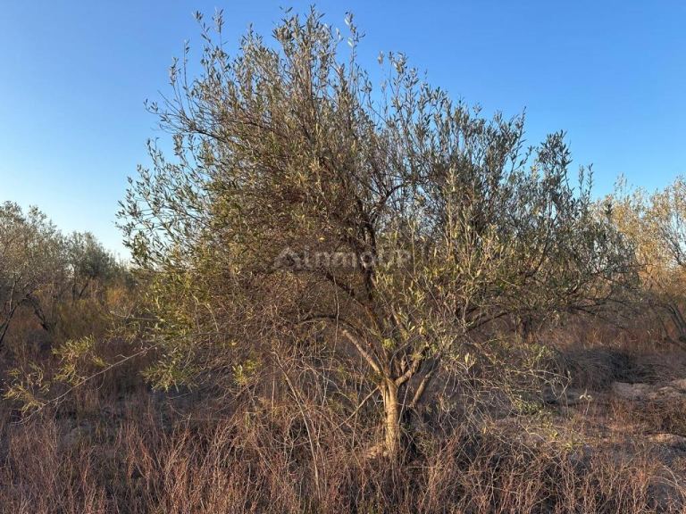 Finca en Venta en Maipu, Mendoza