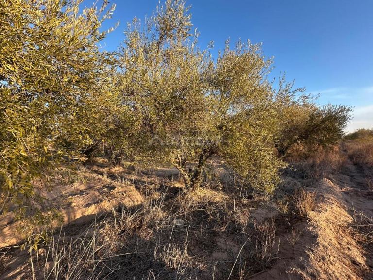 Finca en Venta en Maipu, Mendoza