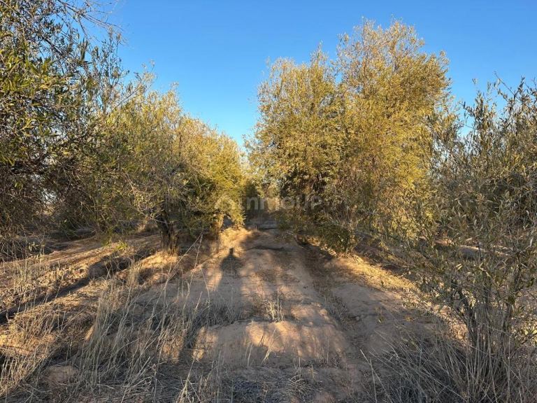 Finca en Venta en Maipu, Mendoza