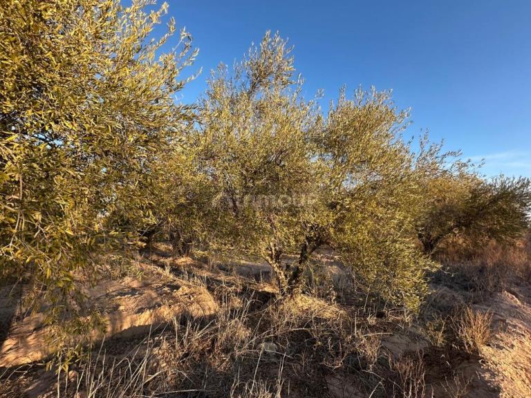 Finca en Venta en Maipu, Mendoza
