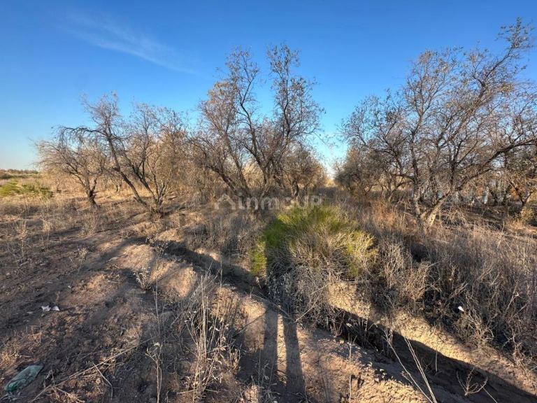 Finca en Venta en Maipu, Mendoza