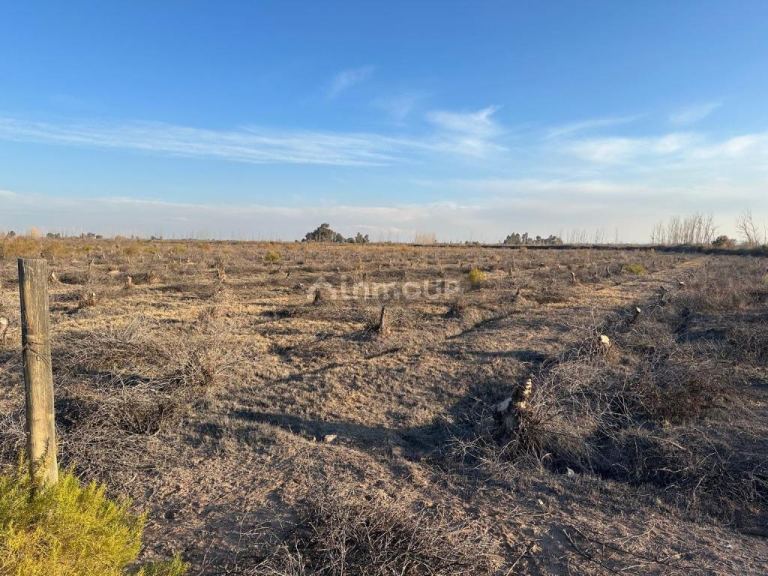 Finca en Venta en Maipu, Mendoza