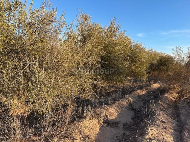 Finca en Venta en Maipu, Mendoza