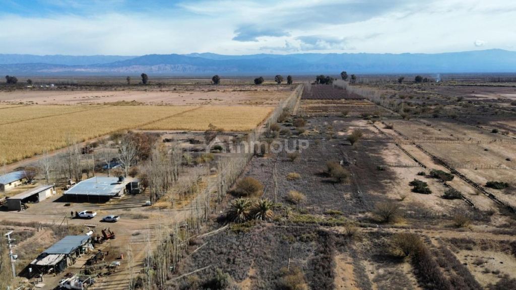 Finca en Venta en Lavalle, Mendoza