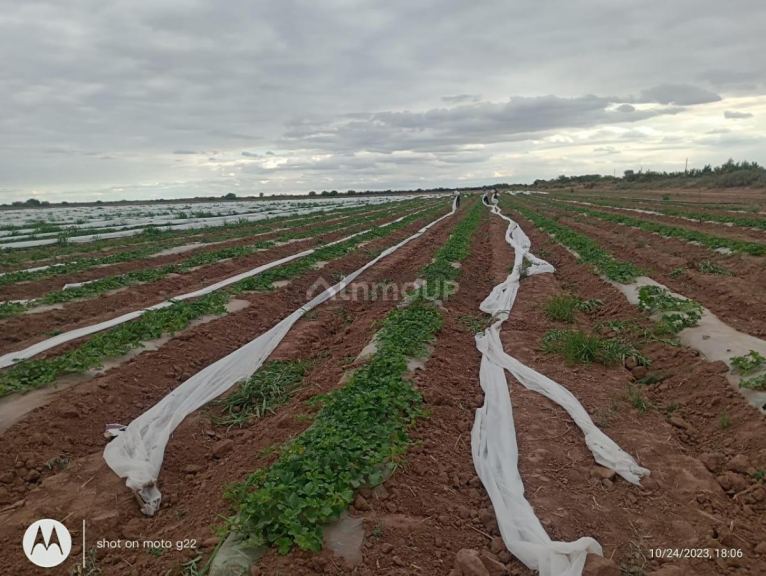 Finca en Venta en Lavalle, Mendoza