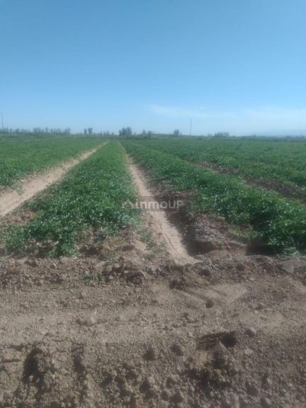 Finca en Venta en Lavalle, Mendoza