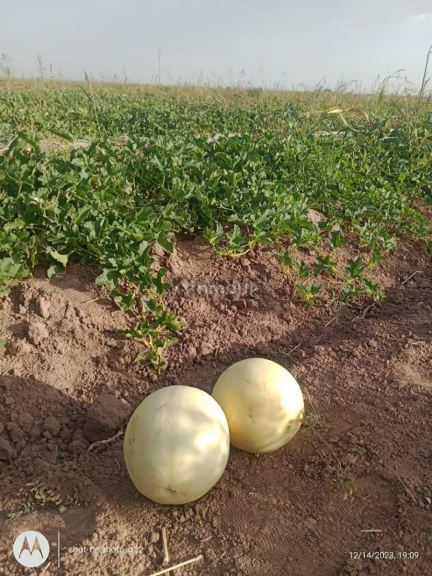 Finca en Venta en Lavalle, Mendoza